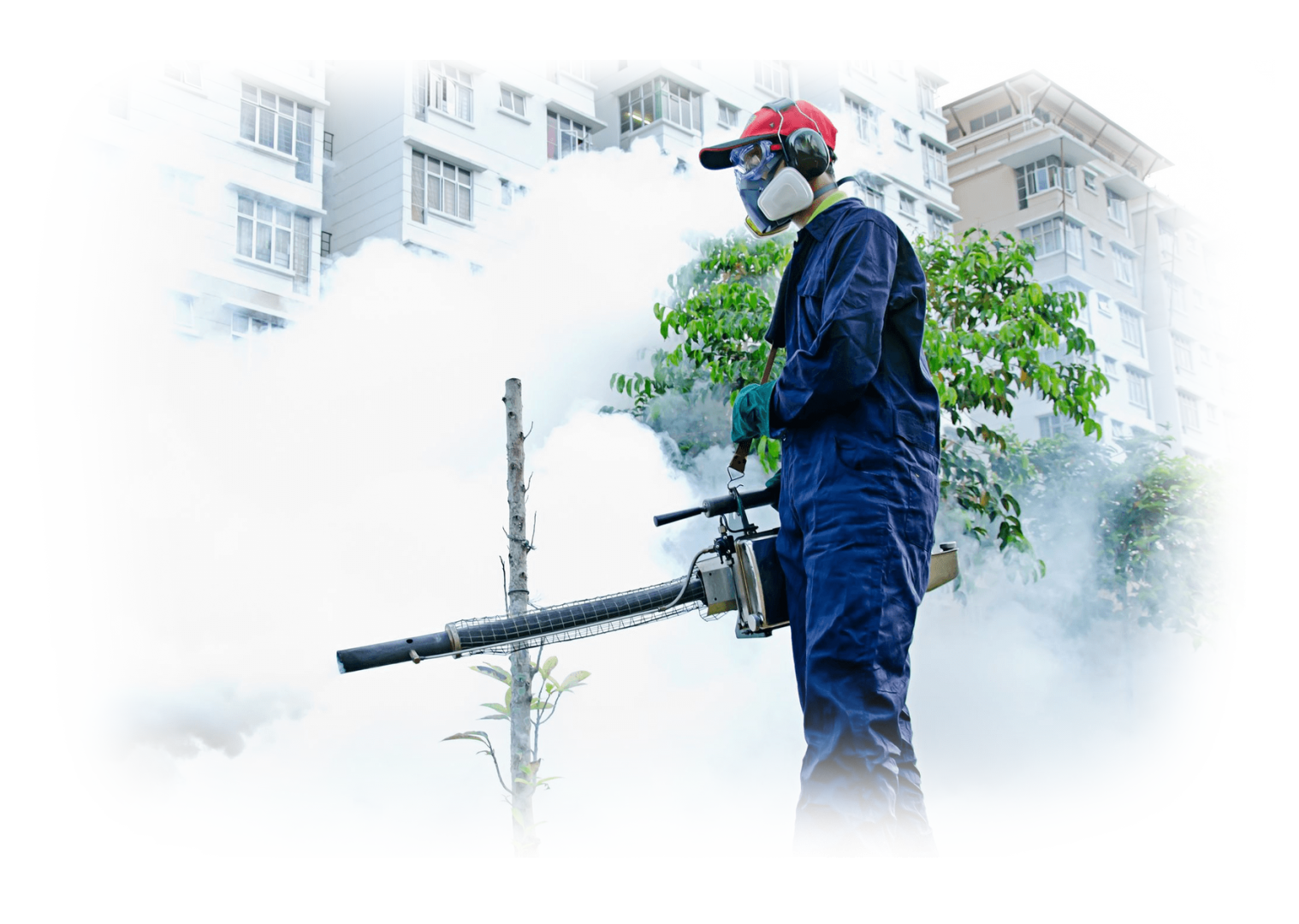 Pest Control 1 Termite Pest Control Services in the Philippines