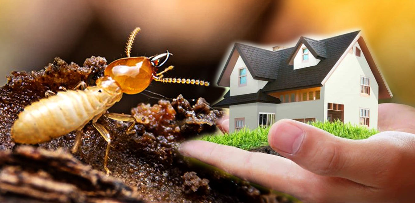 Termite Pest Control Services 1 Termite Pest Control Services In The